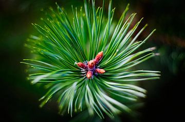 Macro pine leaf by Niek Van Helden