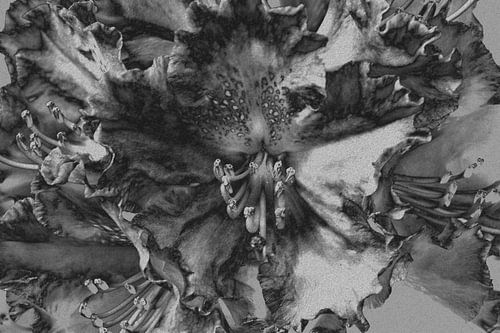 Rhododendron in black and white 