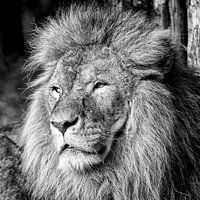 Animaux Lions