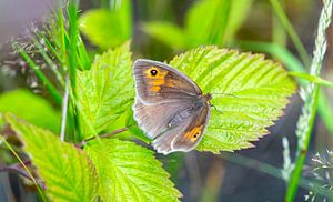 Grand œil de bœuf sur une feuille sur Animaflora PicsStock