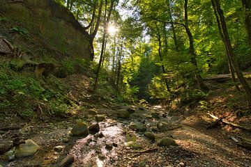 Une forêt idyllique à la fin de l'été sur Tanja Voigt