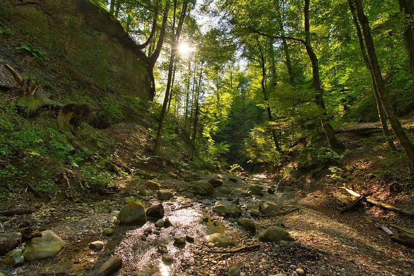 Forest idyll in late summer by Tanja Voigt