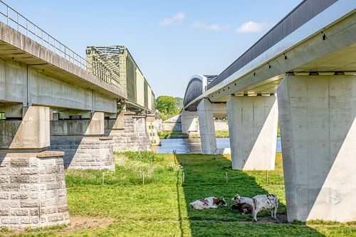 Pont ferroviaire et cycliste reliant Cuijk (Katwijk) - Mook avec des vaches au repos 1
