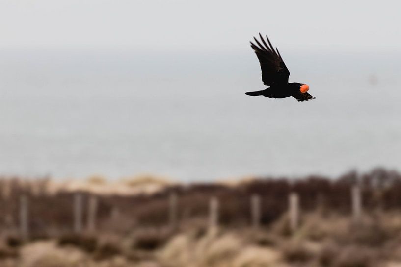 Corbeau à la mandarine dans le parc Westduin par Anne Zwagers