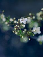 White Blossoms