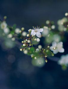 Weiße Blüten von Martijn Schornagel