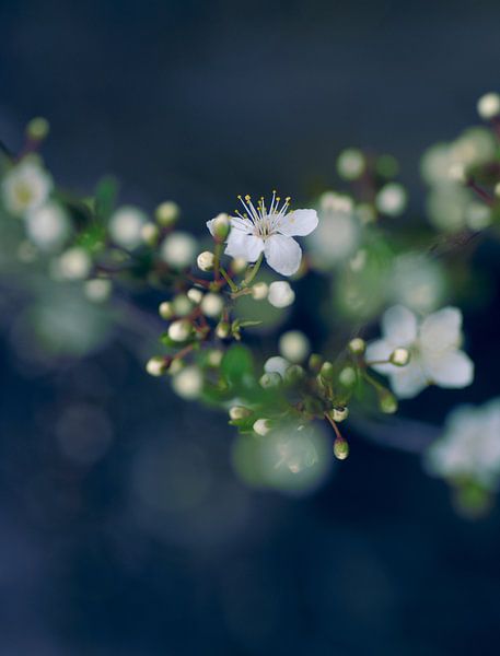 Fleurs blanches par Martijn Schornagel