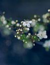 Weiße Blüten von Martijn Schornagel Miniaturansicht