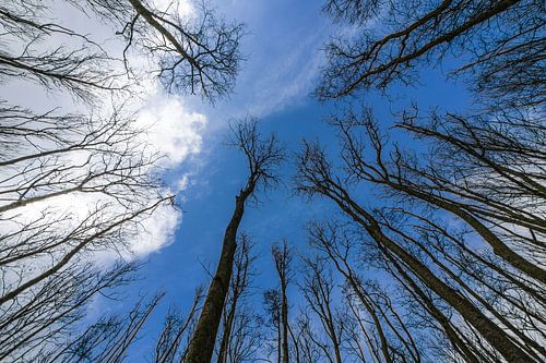 Bomen rijken aan het firmament