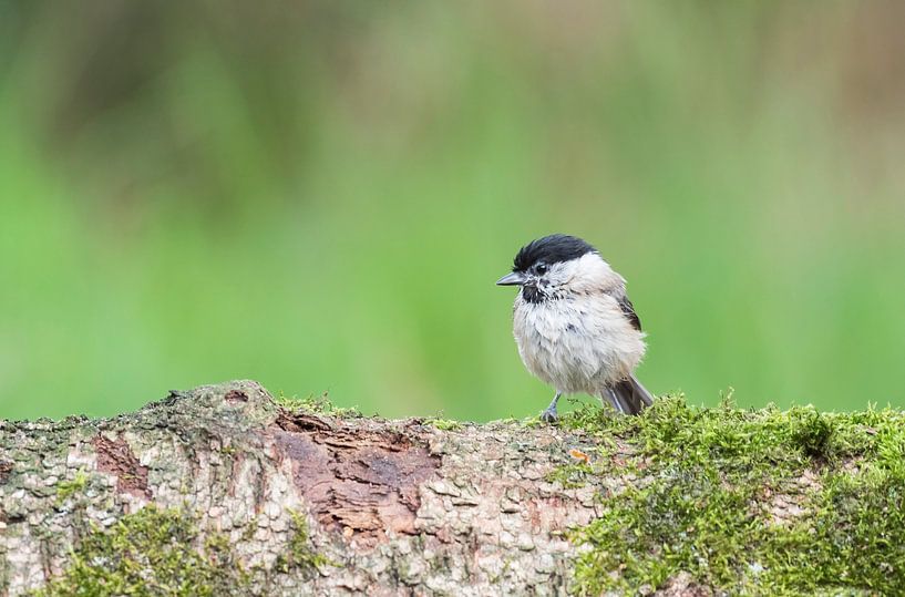 blackcap at Lemele by Merijn Loch