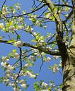 Arbre en pleine floraison au printemps par simone swart Aperçu