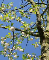 White blossom