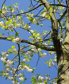 Baum in voller Blüte im Frühling von simone swart