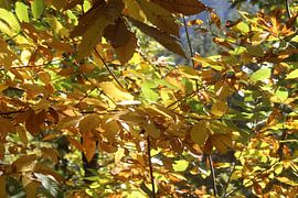 Feuilles sur Patrick van beek76