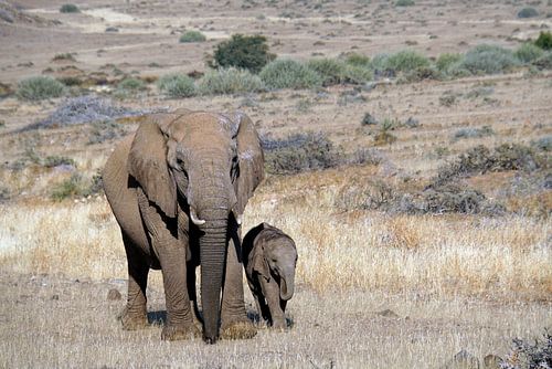 Olifant moeder met jong