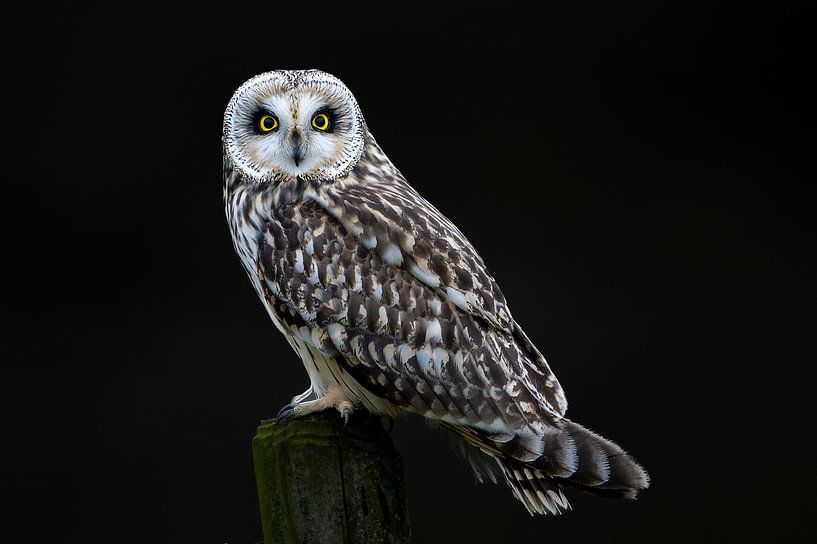 Short-eared owl by Gerard Manders