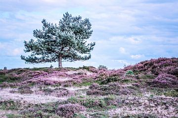 Heide in bloei by Jo Pixel