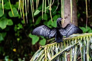 Cormoran sur une branche près du Nil en Ouganda