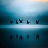 Geese Migration by Transmutation Art