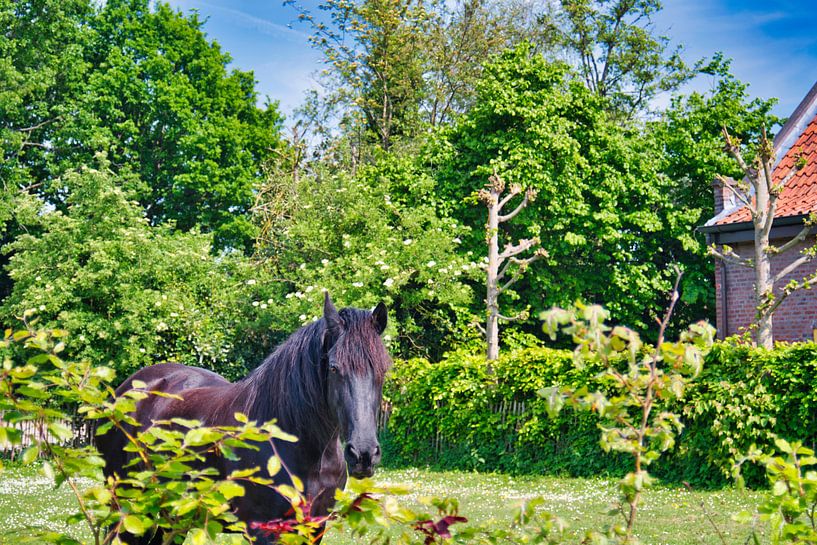 Süßes schwarzbraunes Schönheitspferd von Jolanda de Jong-Jansen