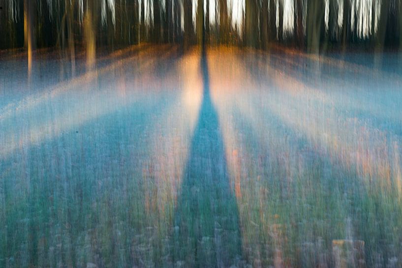 soleil bas dans la forêt par Jeannette Kliebisch