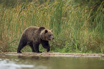 Europäischer Braunbär *Ursus arctos* von wunderbare Erde