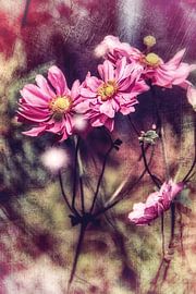 Herbstanemonen im Licht von Nicc Koch