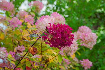 Herfstkleurige hortensia's van ManfredFotos