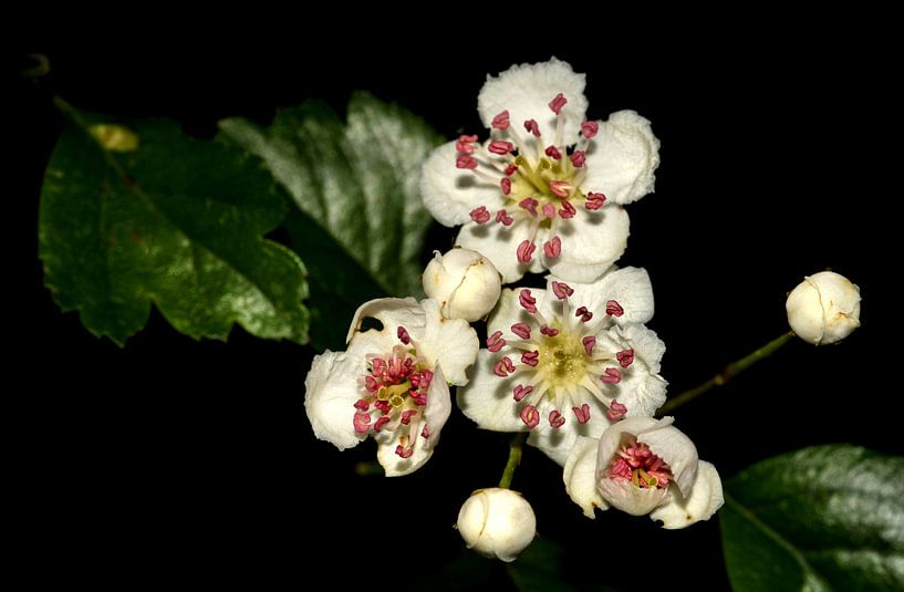 blossoms of spring van Vera Kämpfe