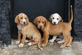 Foxhound puppy's Ireland by Wybrich Warns