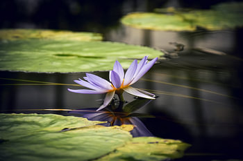 Die Wasserlilie