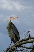 #2 Grey Heron - Throning