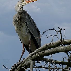 #2 Blauwe Reiger - Tronen van TW