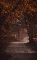A dark forest path in autumn