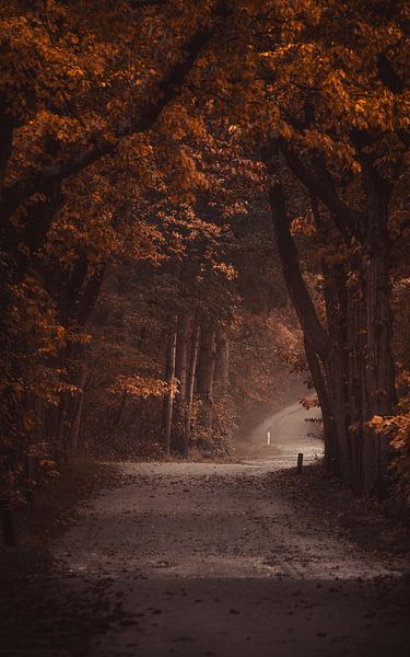 A dark forest path in autumn by Maarten Salverda