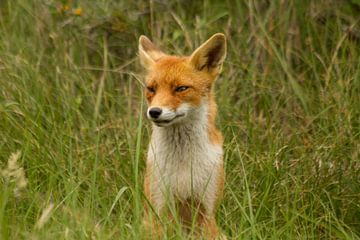 Vigilant fox by Wim Brauns