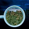 Tasse mit Sonnenblumen von Photoart-Naegele