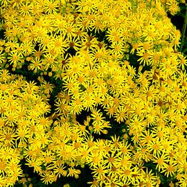 Viele gelbe Blüten. von M. van Oostrum