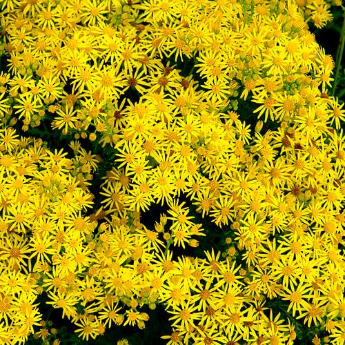 Lots of yellow flowers.