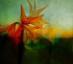 Portrait of an amaryllis by Marijke van Loon thumbnail