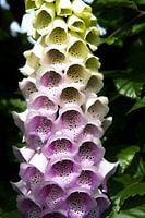 Foxglove