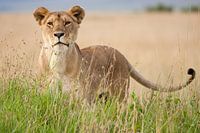 Lion (Panthera Leo) standing in tall grass