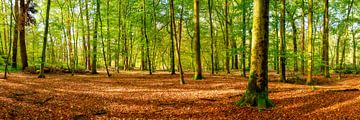 Wald im Herbst von Günter Albers