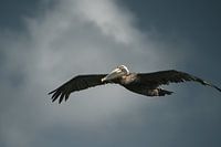 Grace in Motion – Pelican Over St. Maarten