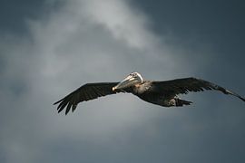 La grâce en mouvement - Pelican Over St. Maarten sur Diana Birjac Photos