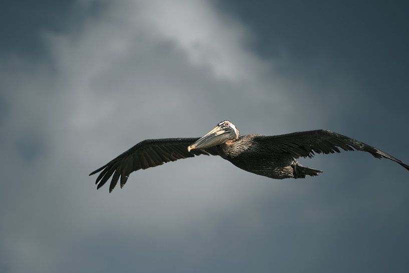 Grace in Motion – Pelican Over St. Maarten by Diana Birjac Photos