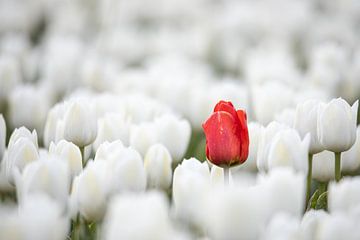 Stray tulip by David van der Schaaf