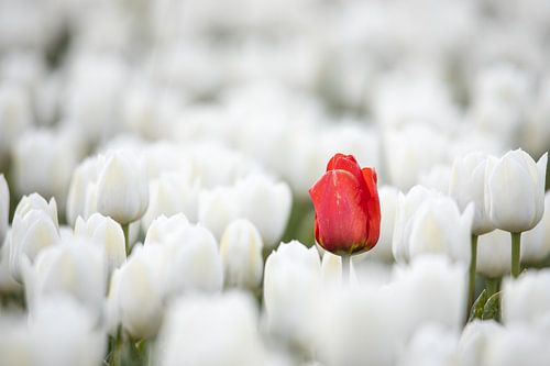 Verdwaalde tulp