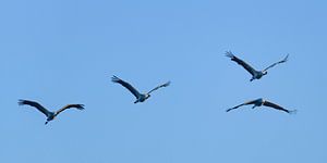 Kranichvögel oder Kraniche, die in der Luft fliegen