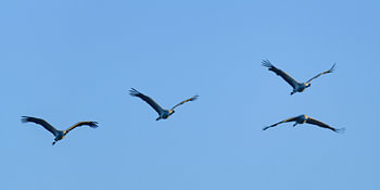 Kraanvogels vliegend in de lucht